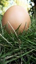 Egg on the grasss fresh farm Royalty Free Stock Photo