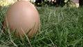 Egg on the grasss fresh farm Royalty Free Stock Photo