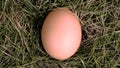 Egg on the grasss fresh farm Royalty Free Stock Photo