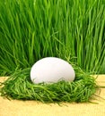 egg in the green nest Royalty Free Stock Photo