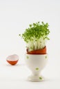 The egg with growing cress Royalty Free Stock Photo