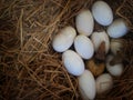 Egg in hatchery crocodile