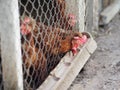 Egg hen eating food on a bamboo trough in steel net cage Royalty Free Stock Photo