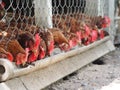 Egg hen eating food on a bamboo trough in steel net cage Royalty Free Stock Photo