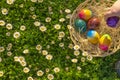 Egg Hunt.Collection of colored eggs by children in a meadow with daisies.Easter holiday tradition.Child collect painted Royalty Free Stock Photo