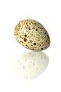 Egg isolated Royalty Free Stock Photo