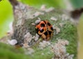 The egg of ladybug Royalty Free Stock Photo