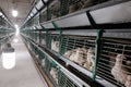 The egg-laying chickens are enclosed in cages on the chicken farm. Egg production factory. Shop with rows of green bird cages