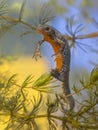 Egg laying Female Alpine Newt Royalty Free Stock Photo