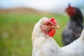 Egg-laying grass fed hen chicken on the meadow closeup portrait Royalty Free Stock Photo