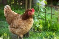 Egg-laying hens in the yard Royalty Free Stock Photo