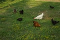 Egg-laying hens in the yard Royalty Free Stock Photo