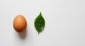 Egg and Leaf on White Background Royalty Free Stock Photo