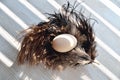 Egg lies on ostrich feathers, backlight, natural wood background Royalty Free Stock Photo
