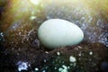 The egg of the Little Auk (Alle alle