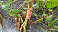 Egg mass of Golden Apple Snail in rice paddy field