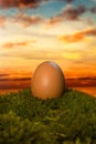 Egg on moss at sunset Royalty Free Stock Photo