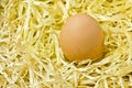 Egg in nest