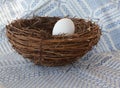 Egg in Nest