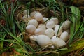 Egg Nest Royalty Free Stock Photo