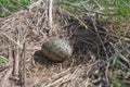Egg in a nest close up Royalty Free Stock Photo