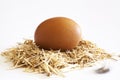 Egg in the nest on white background Royalty Free Stock Photo