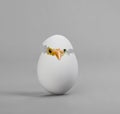 Egg Royalty Free Stock Photo