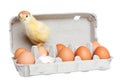 Egg package with cute chick Royalty Free Stock Photo