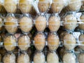 Eggs in clear plastic tray Royalty Free Stock Photo