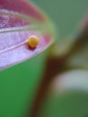 Egg of Common mime Butterfly