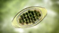 Egg of parasitic roundworm Trichuris trichiura