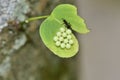 Egg parasitic wasp. Royalty Free Stock Photo
