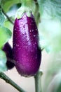 Egg Plant Royalty Free Stock Photo