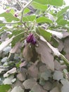 Egg plant or brinjal plant in kitchen garden Royalty Free Stock Photo
