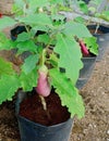 Egg Plant With Cocopeat