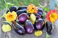 Egg-plants and flowers Royalty Free Stock Photo