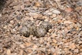 Egg of red-wattled lapwing on the ground. Royalty Free Stock Photo