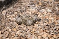 Egg of red-wattled lapwing on the ground. Royalty Free Stock Photo
