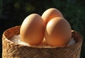 Egg Royalty Free Stock Photo