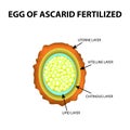The egg of the roundworm is fertilized. Structure of Ascaris eggs. infographics. Vector illustration on isolated background.