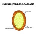 The egg of the roundworm unfertilized. Structure of Ascaris eggs. infographics. Vector illustration on isolated background.