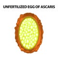 The egg of the roundworm unfertilized. Structure of Ascaris eggs. infographics. Vector illustration on isolated background.