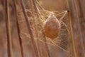 Egg Sack and Frost Royalty Free Stock Photo