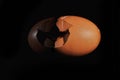 Egg shell  on black background Royalty Free Stock Photo