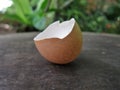 Egg shell Royalty Free Stock Photo