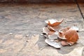 Egg shell on Wooden table with copy space Royalty Free Stock Photo