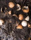 Egg shells mixed with garden soil, organic fertilizer Royalty Free Stock Photo