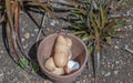 Egg shells to be utilised as garden fertilizer
