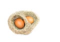 Egg in skylark nests