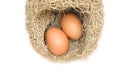 Egg in skylark nests